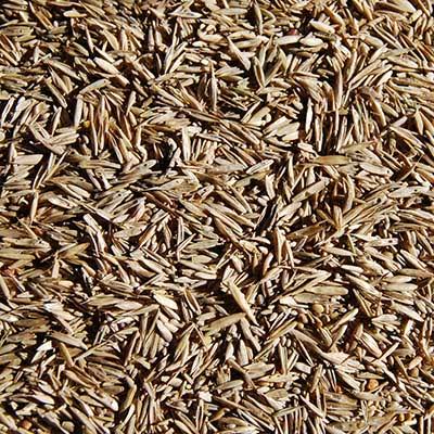 Graszaad