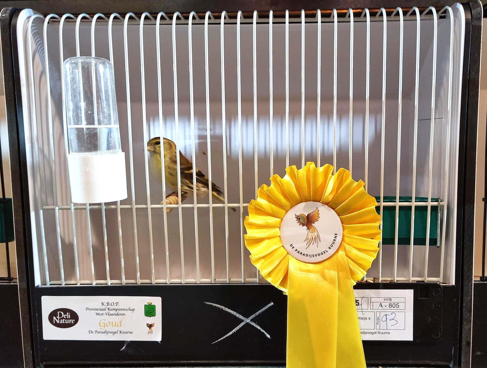 Europese vogel in tentoonstellingskooi met geel kampioenslint