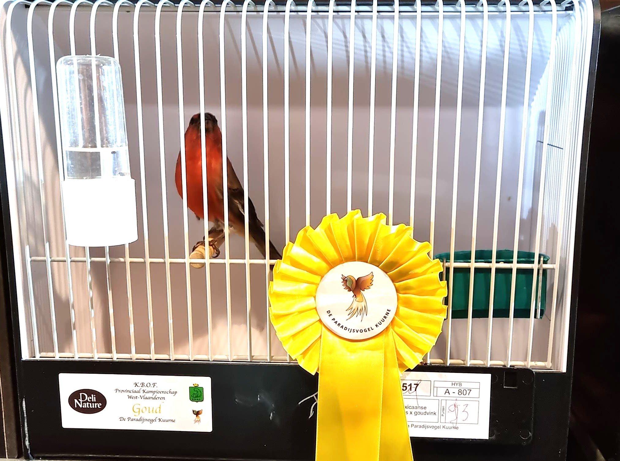 Europese vogel in tentoonstellingskooi met geel kampioenslint