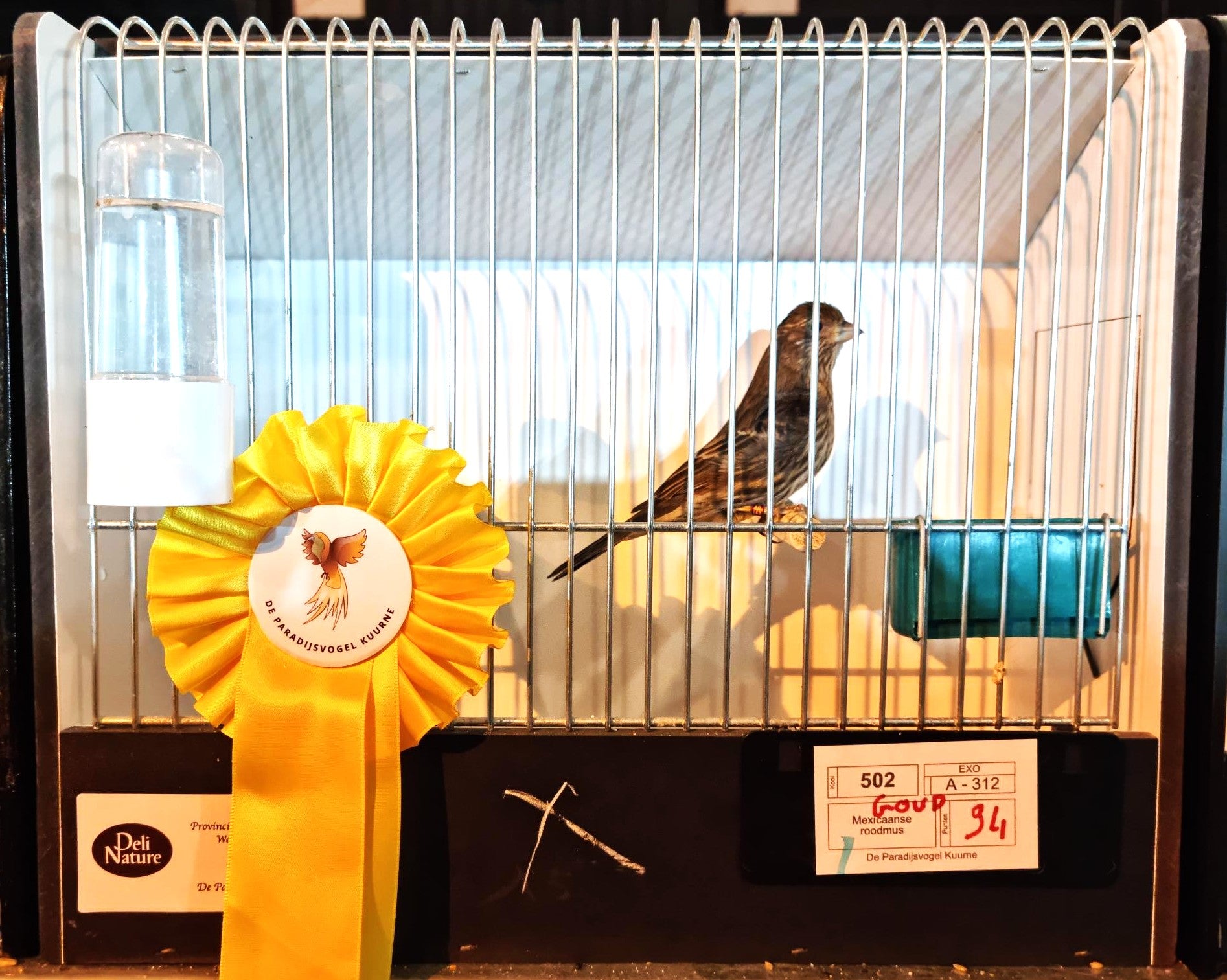 Europese vogel in tentoonstellingskooi met geel kampioenslint