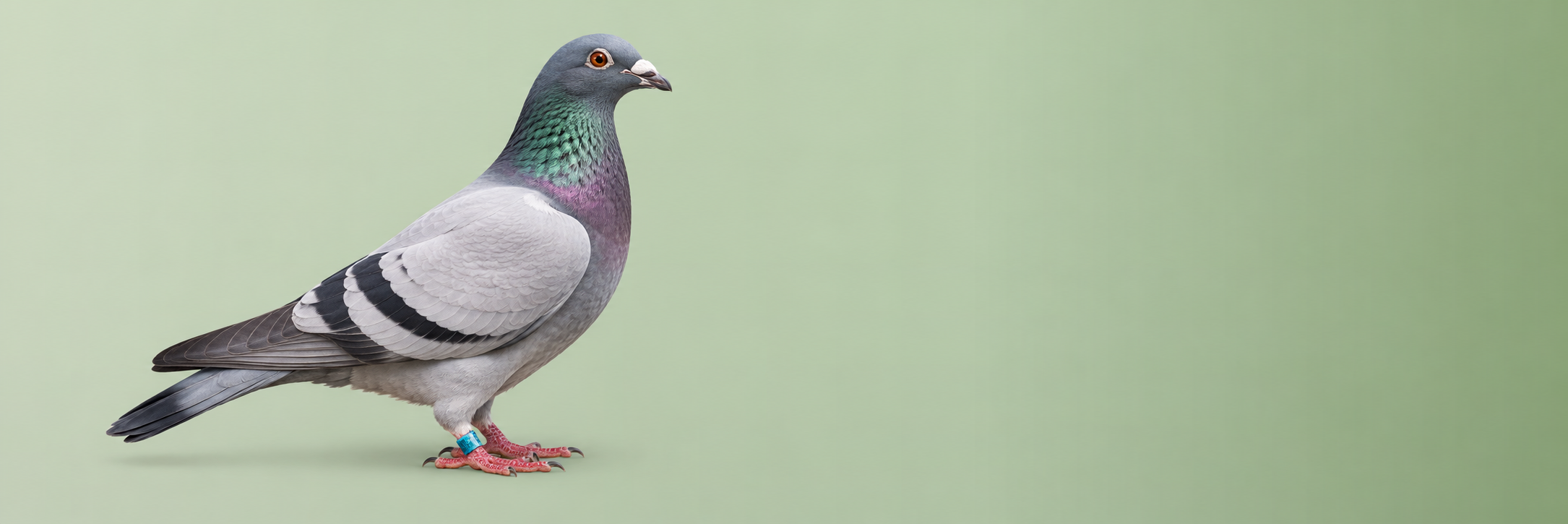 Pigeons